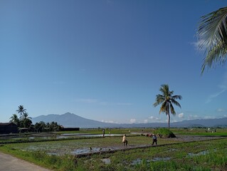 tropical beach with palm trees
