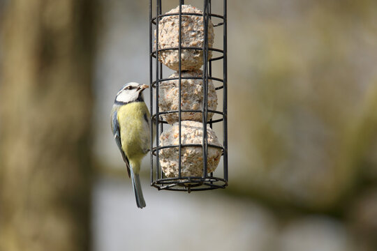 Blue tit bird on a bird feeder