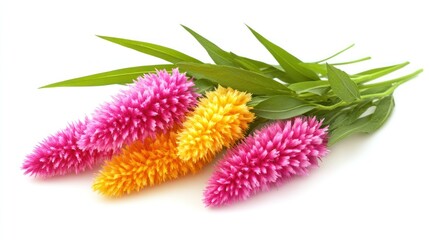 Fototapeta premium Vibrant Celosia Flowers: A Burst of Pink and Orange