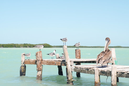 Dockside Gathering of Seabirds
