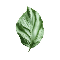 Obraz premium Single green leaf on abstract background nature art botanical illustration