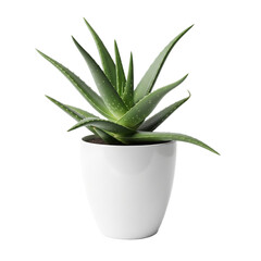 Fototapeta premium Aloe Vera Plant: A vibrant aloe vera plant thrives in a pristine white pot, its lush green leaves radiating health and natural beauty, symbolizing tranquility.