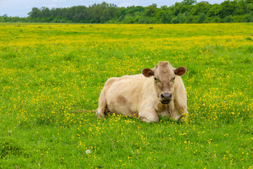 A light-colored cow grazes in a wide green field, dotted with bright yellow flowers, under a cloudy sky. This peaceful rural landscape reflects the idyll of pastures and the natural beauty of Ukrainia