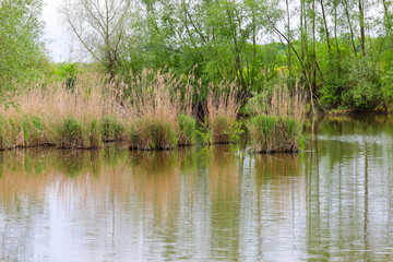 Obraz premium Groups of tall reeds or grass with yellowish inflorescences grow in the water against a blurred background of green vegetation and sky.