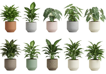 indoor greenery decor isolated on transparent background