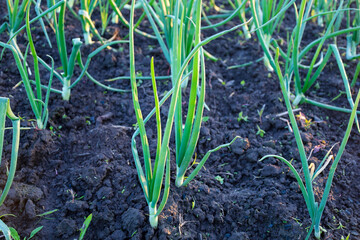 Organized rows of green onions sprout from the dark, moist soil, creating a picture of a well-tended garden. Each sprout reaches upwards, demonstrating the freshness and vitality of the young plant, i