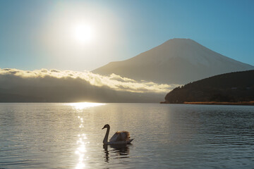 Swans on Lake Yamanaka with Hazy Mount Fuji