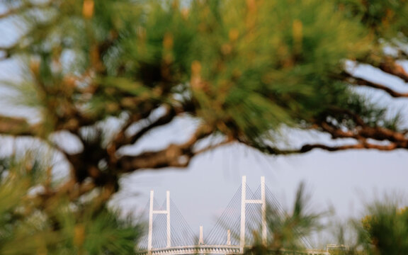 White Bridge Framed by Pine Branches.