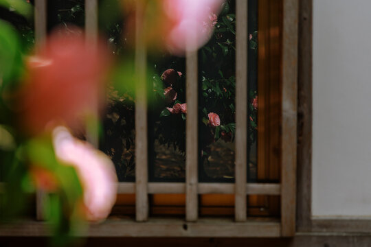Camellias in Reflection: The Natural Beauty Beyond the Window.