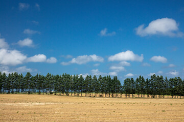 Tree-lined field