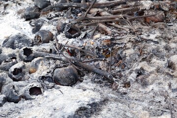 Burned Coconut Shells and Ashes in a Natural Environment