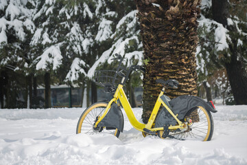 A yellow bicycle with a basket on the handlebars stands in a snowdrift leaning against the trunk of a palm tree