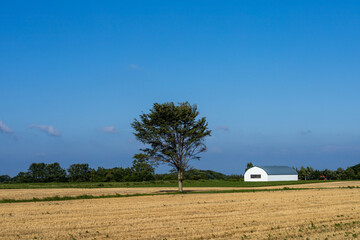 A tree and a white house