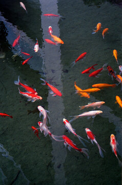 Fish Pond