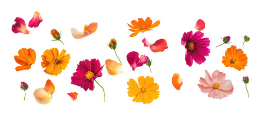 PNG Flower petals group flowers nature arrangement.