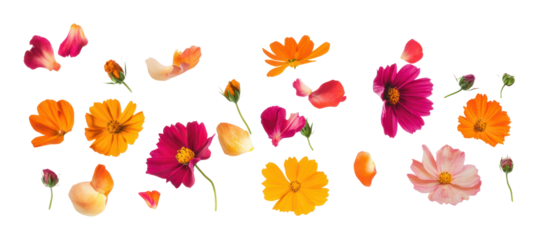 PNG Flower petals group flowers nature arrangement.