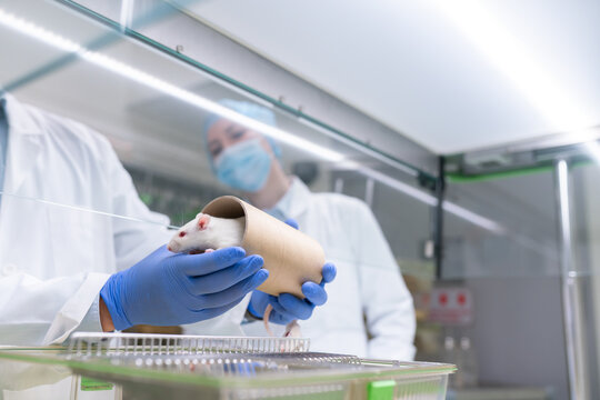 Scientists Handling Laboratory Rats