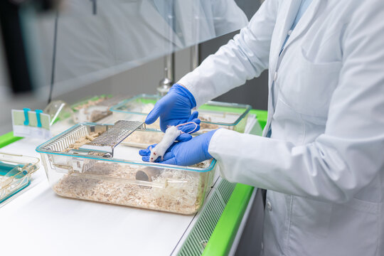 Scientist Handling Laboratory Mouse