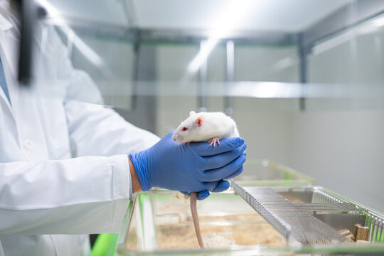 Anonymous Scientist Handling Laboratory Rat