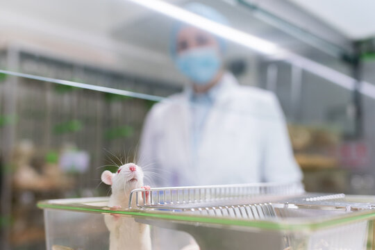 Female Scientist Taking Care Of Laboratory Rat