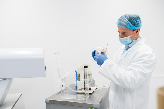 Researcher Analyzing Rat In Non-Invasive Behavioral Study Lab
