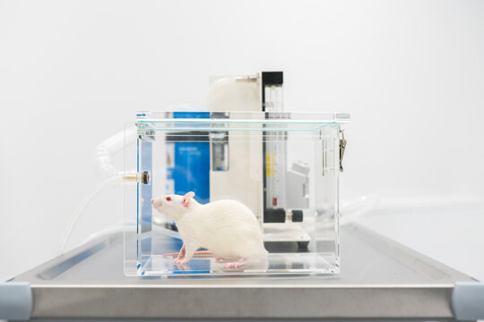 White Laboratory Rat In Anesthesia Equipment 