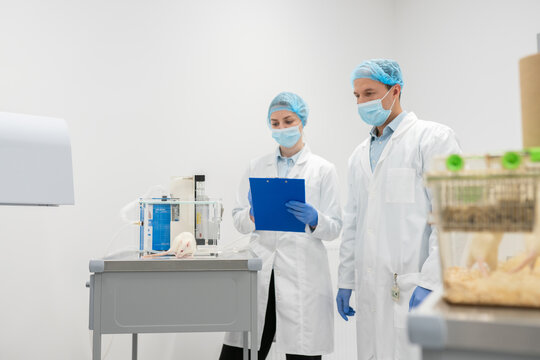 Researchers Analyzing Rat In Non-Invasive Behavioral Study Lab