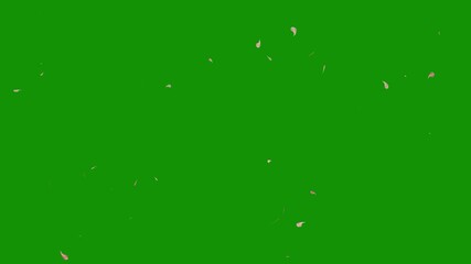 Cherry blossom petals falling in air, valentine romantic falling swirling pink plum rose petals flurry of blossom background. Springtime sakura scene with nature on green screen chroma key background.