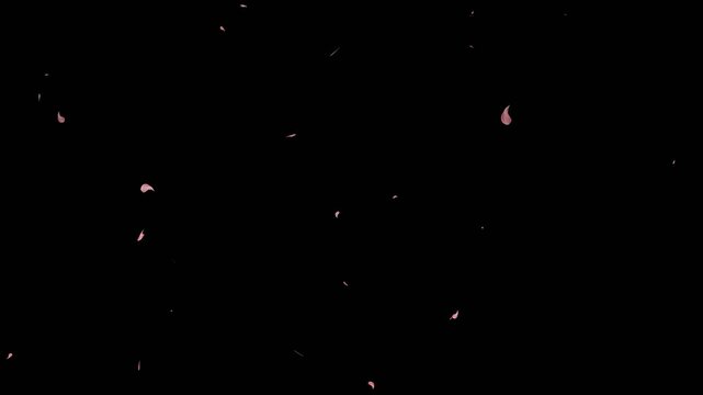 cherry blossom falling, Floating floral petals and drifting pink rose petals falling on black screen transparent background. Seamlessly soft floral cherry blossom spray and cherry blossom slow fall.