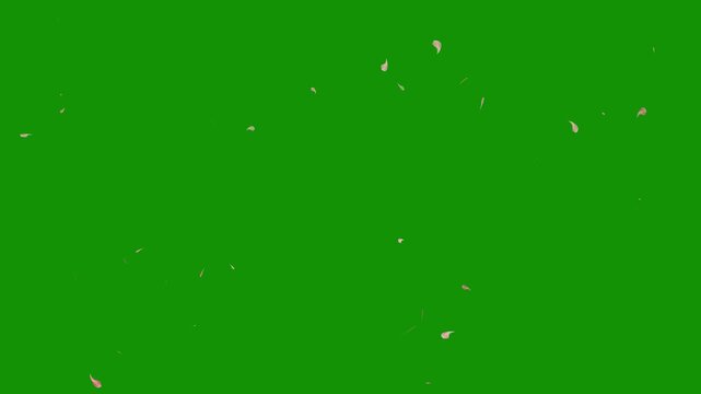 Cherry blossom petals falling in air, valentine romantic falling swirling pink plum rose petals flurry of blossom background. Springtime sakura scene with nature on green screen chroma key background.