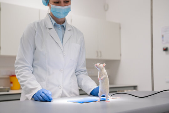 Lab Rat Examined By Researcher Under Bright Light