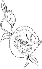 Eustoma flower with buds line drawing vector