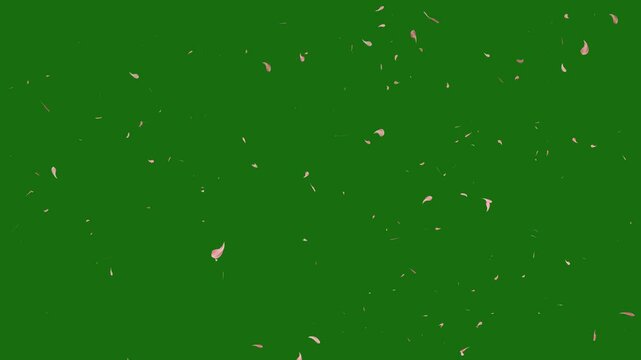 Cherry blossom petals falling in air, valentine romantic falling swirling pink plum rose petals flurry of blossom background. Springtime sakura scene with nature on green screen chroma key background.