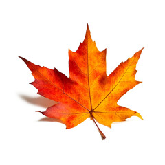 Falling autumn maple leaves isolated on white background