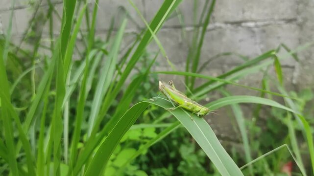 grasshopper feeding on green leaf 