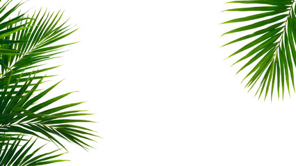 Palm leaf frame isolated on transparent background
