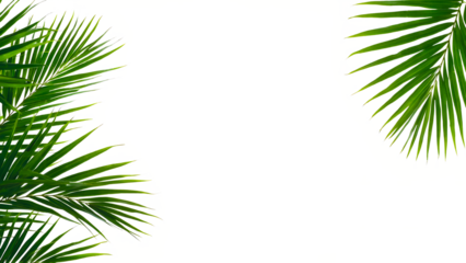 Palm leaf frame isolated on transparent background