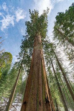 Secuoya en Yosemite