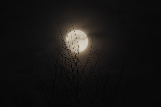 Full Moon Behind Bare Tree Branches