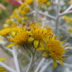 日本でシロタエギクが黄色い花を咲かせています