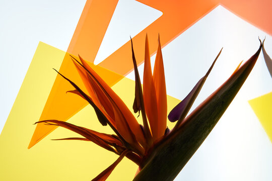 Abstract still life with geometric figures and Strelitzia flower. 