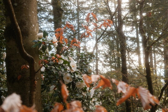 Portland flowers in spring time