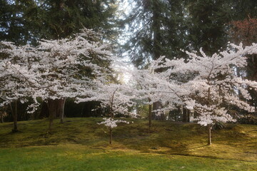 Portland flowers in spring time