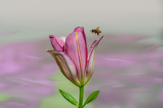 Bee flying close to pink Lily