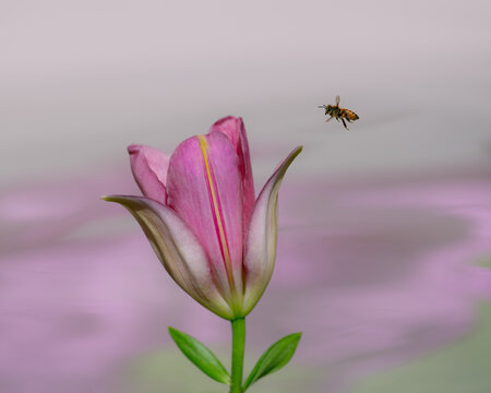 Bee flying to Madonna Lily
