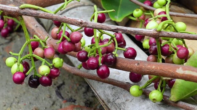 Small black-purple ripe and unripe Syzygium cumini fruits hanging on the tree. Swaying a cluster of Java plum fruits on the tree.