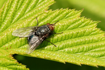 Calliphora vicina