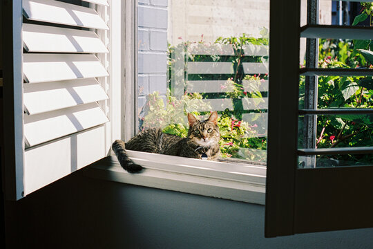 Curious Cat Relaxing by the Window in Sunshine