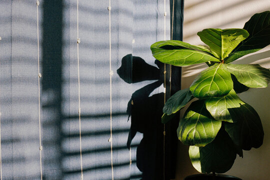 Leafy plant beside a curtain