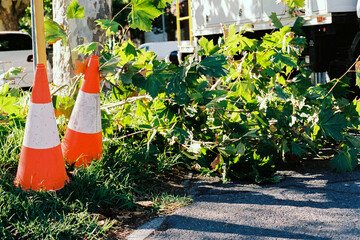 Orange Traffic Cones Near Fallen Green Branches